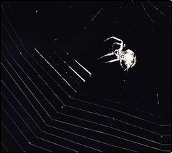 ֽ���������Ǻ���Ƶ��������ά��36��������֯�쵼�μӺ����������֯�Ȱ�����...